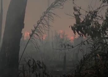 Smokey backdrop with the Amazon rainforest burning in the distance, and barely visible dry brackish trees and undergrowth in the foreground.