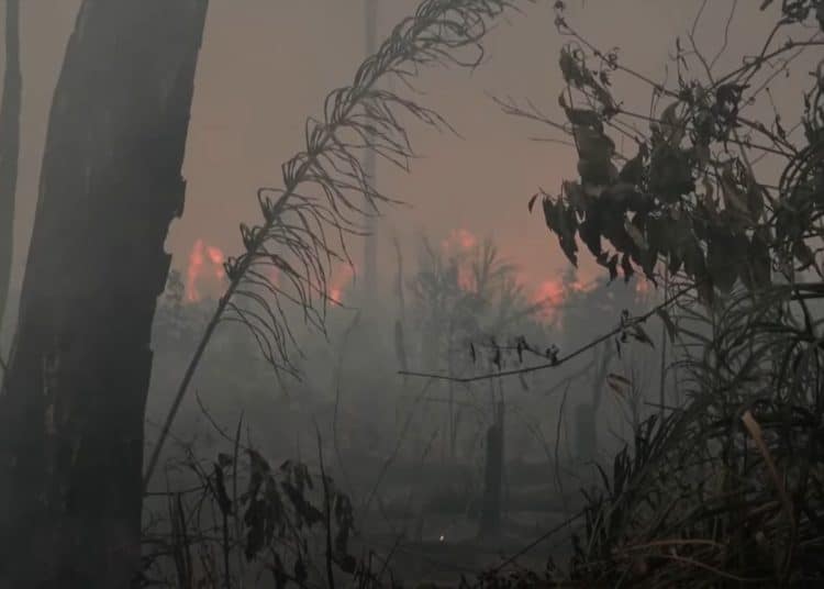 Smokey backdrop with the Amazon rainforest burning in the distance, and barely visible dry brackish trees and undergrowth in the foreground.