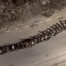 Breaking video: over 1500 Palestinian men taken hostage by Israel in West Bank raids