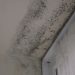 landlords must deal with mould and damp