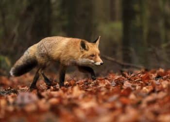 fox hunting