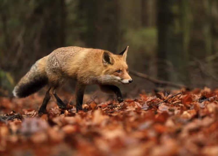 fox hunting