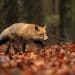 fox hunting