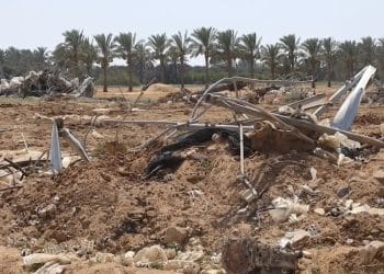 UN Gaza agriculture