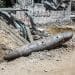 Gaza bomb