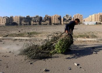 Gaza olive trees