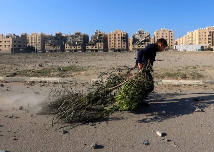 Gaza olive trees