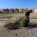 Gaza olive trees