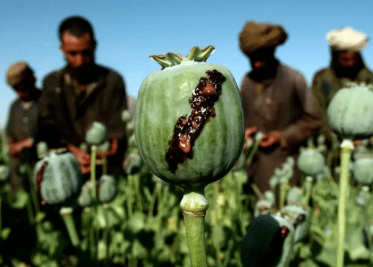 RAF denies poppy seed distribution