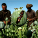 RAF denies poppy seed distribution