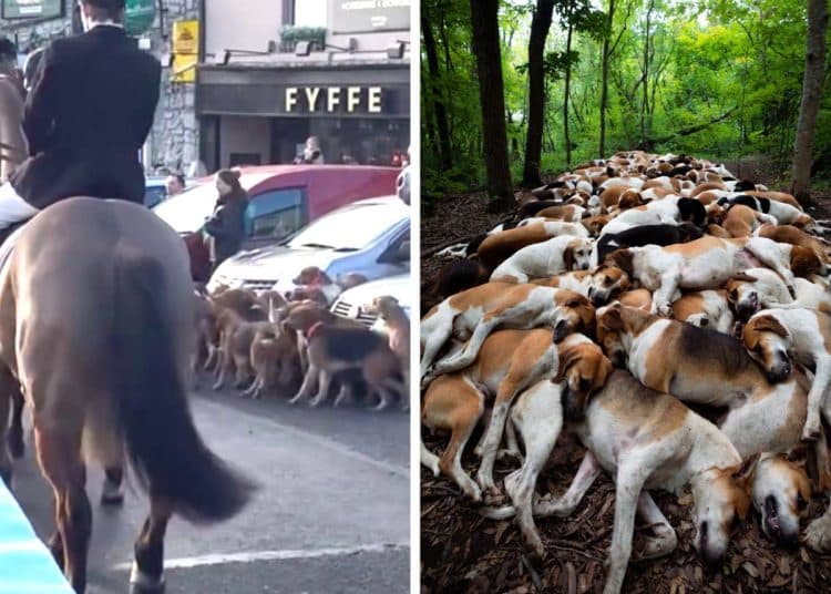 Fox hunters and a pile of dead foxhounds