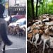 Fox hunters and a pile of dead foxhounds