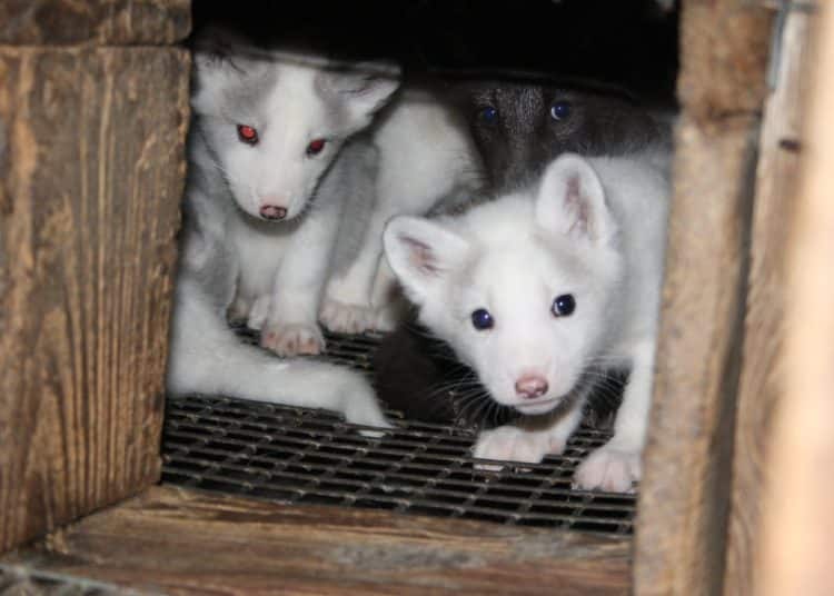 Animals in a small cage on a fur farm