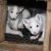Animals in a small cage on a fur farm