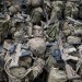 military