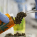 Medical cannabis