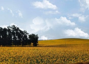 Top 8 Sunflower Oil Suppliers from Ukraine