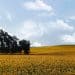Top 8 Sunflower Oil Suppliers from Ukraine