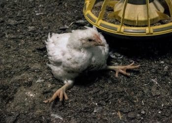 A fast-growing chicken, unable to support its own weight