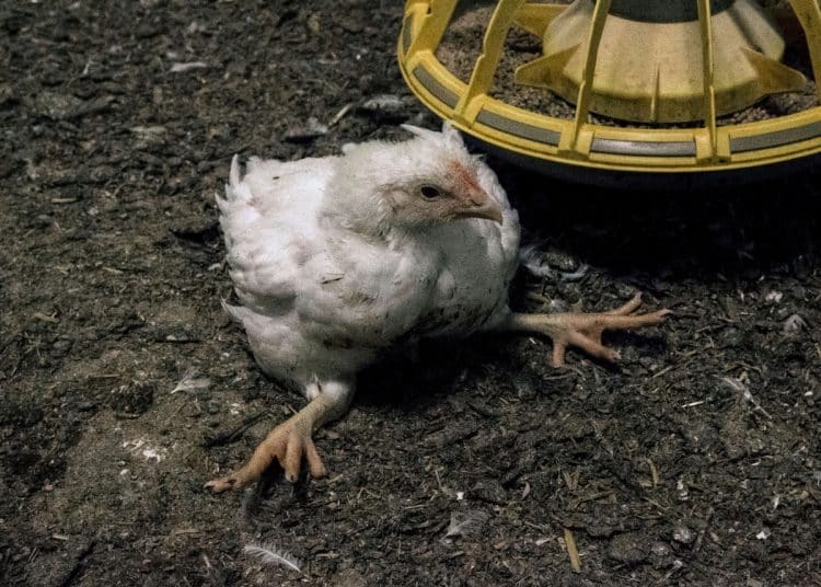 A fast-growing chicken, unable to support its own weight