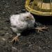 A fast-growing chicken, unable to support its own weight