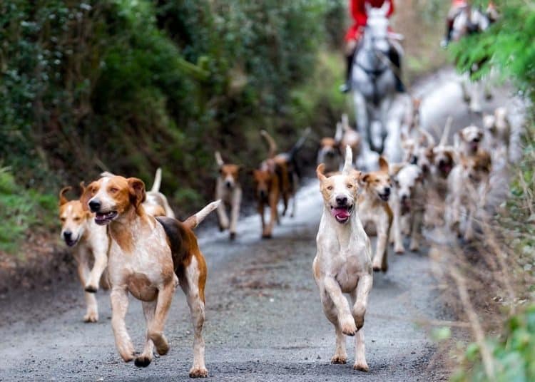 Hunting foxhounds