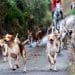 Hunting foxhounds