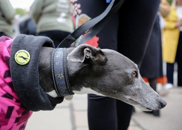 Greyhound at Scottish Parliament event about greyhound racing ban