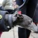 Greyhound at Scottish Parliament event about greyhound racing ban