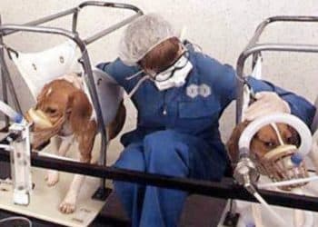 A technician between two beagles in an animal testing lab