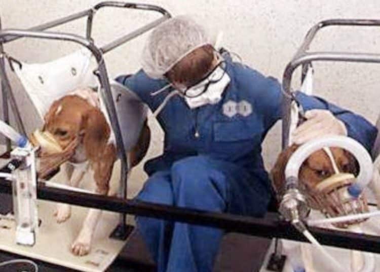 A technician between two beagles in an animal testing lab