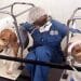A technician between two beagles in an animal testing lab