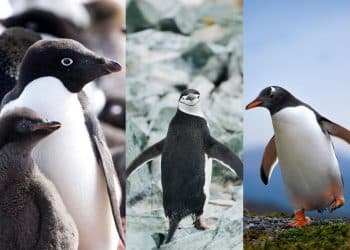 Antarctic penguins struggle to adapt as temperatures climb