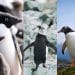 Antarctic penguins struggle to adapt as temperatures climb