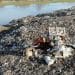 Waste dump