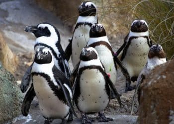 African Penguins