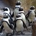African Penguins