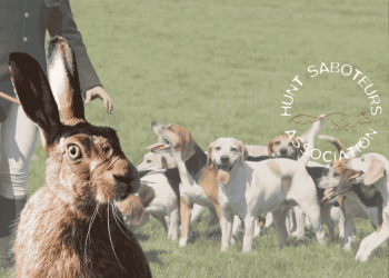A pack of beagles and the hunt with a hare in front of it and the Hunt Sabs Association logo.