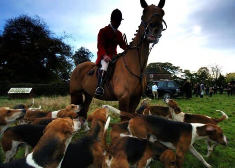 Illustrative image of fox hunt showing huntsman on horse surrounded by hounds