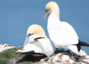 Gannets (illustrative) guga hunt