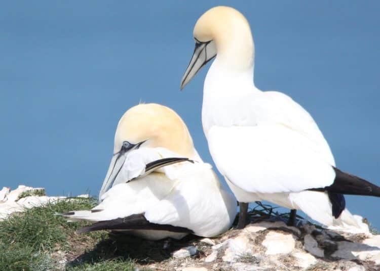 Gannets (illustrative) guga hunt