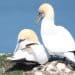 Gannets (illustrative) guga hunt