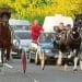 Sulky racing