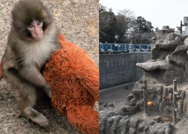 Punch the monkey