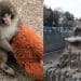 Punch the monkey