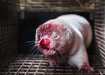 A bloody nosed mink in an Icelandic fur farm