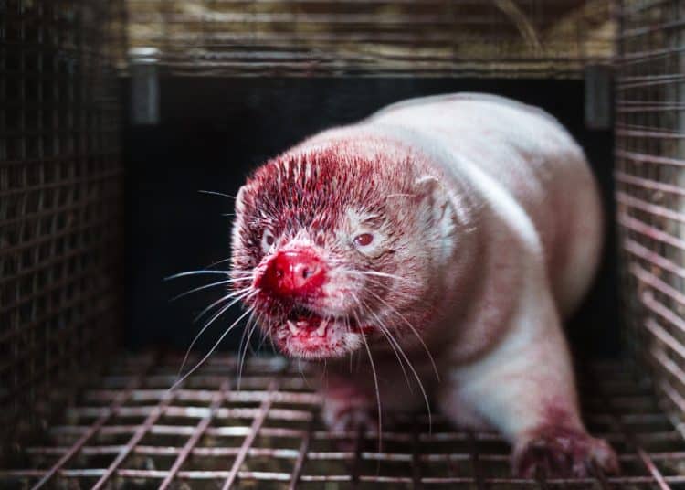 A bloody nosed mink in an Icelandic fur farm