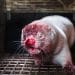 A bloody nosed mink in an Icelandic fur farm