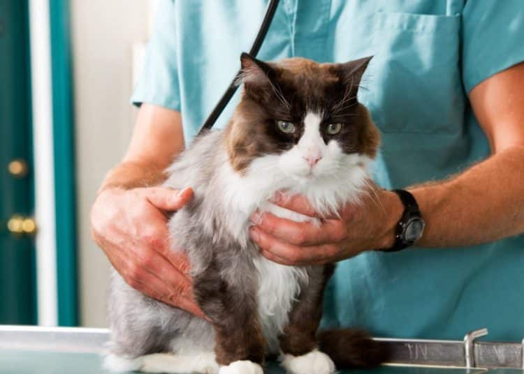 Vet with cat