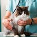 Vet with cat